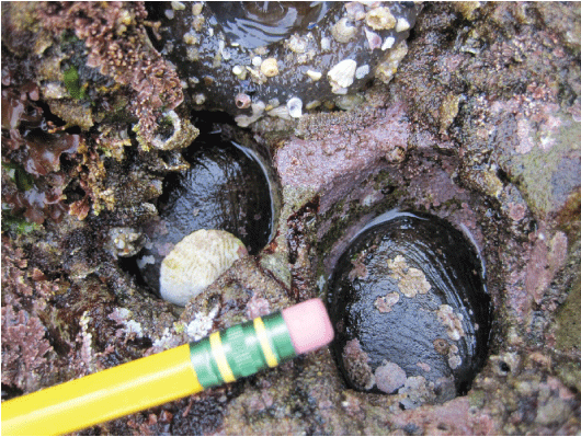 10. Two black abalone recruits inhabit an abandoned urchin cavity. Pencil eraser held
nearby for scale.
