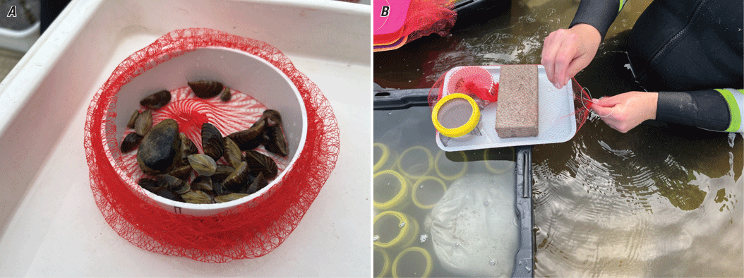 Zebra mussels were caged in a plastic ring inside a mesh (onion) bag. A larger mesh
bag held the cage, a small tray, and a brick.