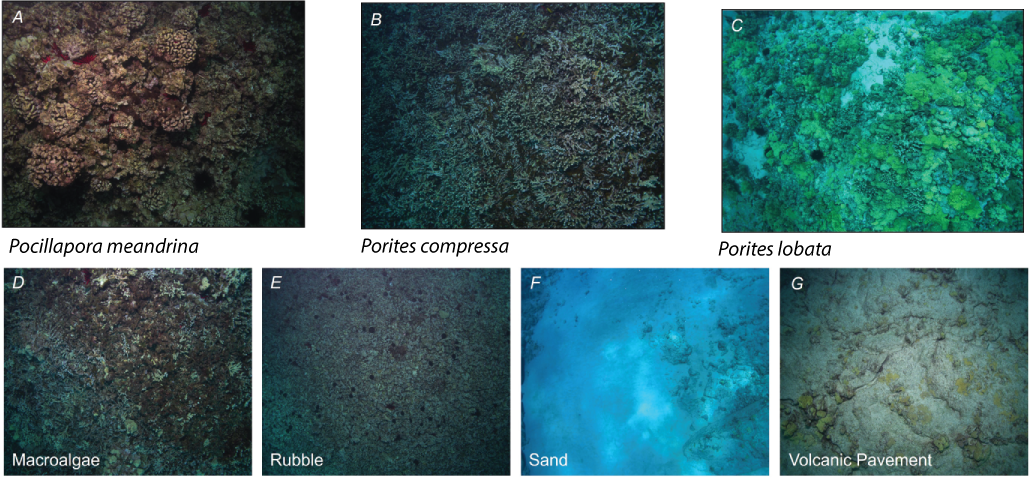 Alttext 6: Underwater photographs of the different types of classified coral and non-coral
                           dominant bottom types.