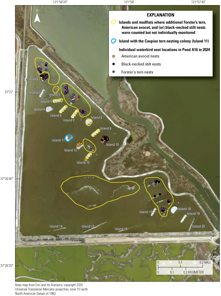 6. American avocet, black-necked stilt, and Forster’s tern nesting locations in Pond
                        A16 in 2024.