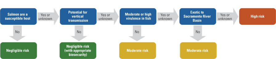 The flow chart illustrates how salmon susceptibility, vertical transmission, virulence
to fish hosts, and presence in the Sacramento River Basin affect a pathogen’s risk
rating. The flow chart follows the order relevant characteristics given in the head
of table 1.