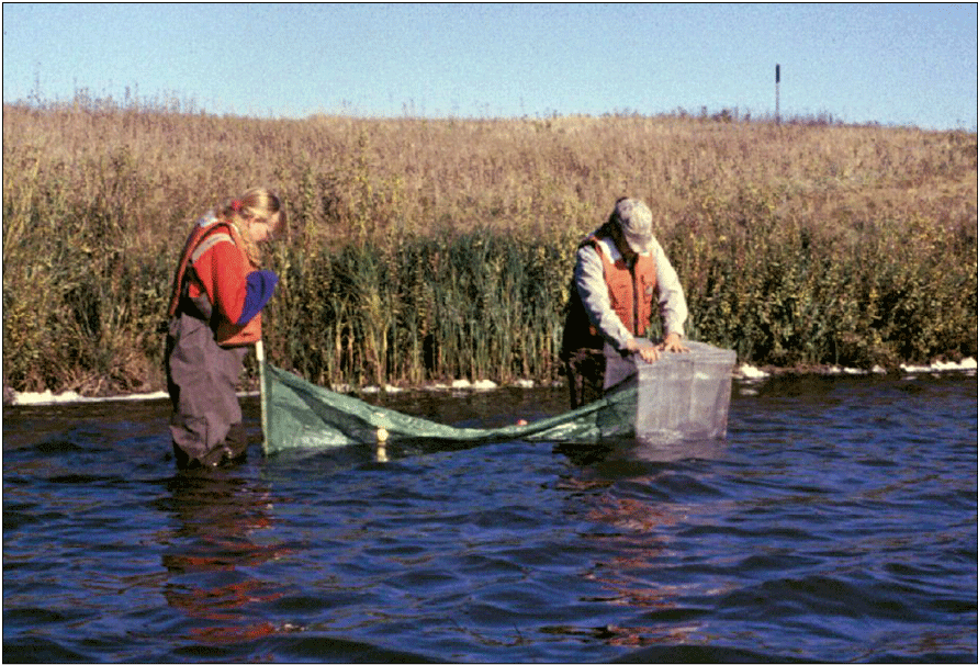 Scientists standing in water setting an amphibian trap.
