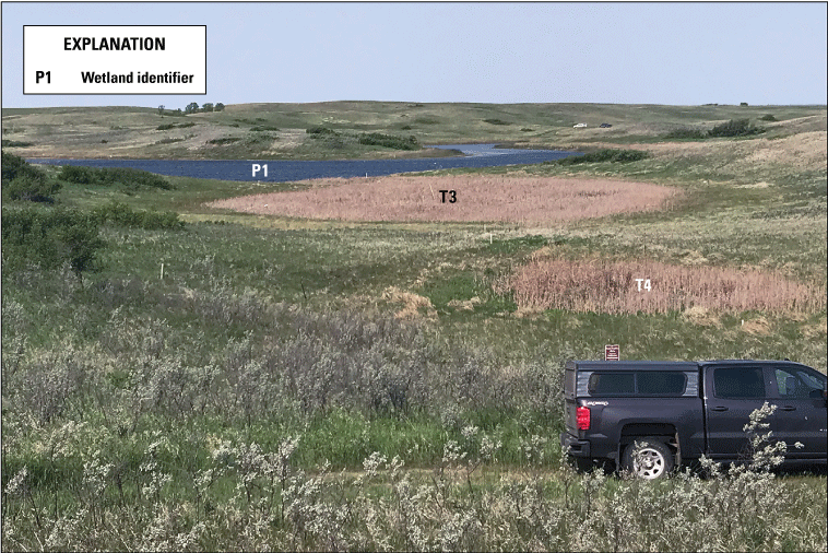 Cattails dominating wetland vegetation with pond in background and truck in foreground.