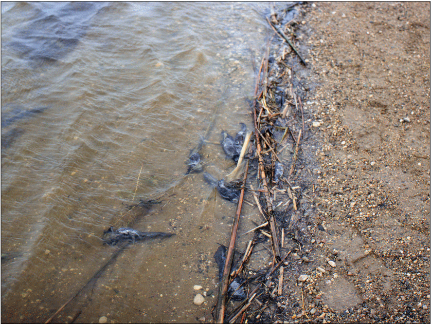 Dead tiger salamanders along wetland shoreline.