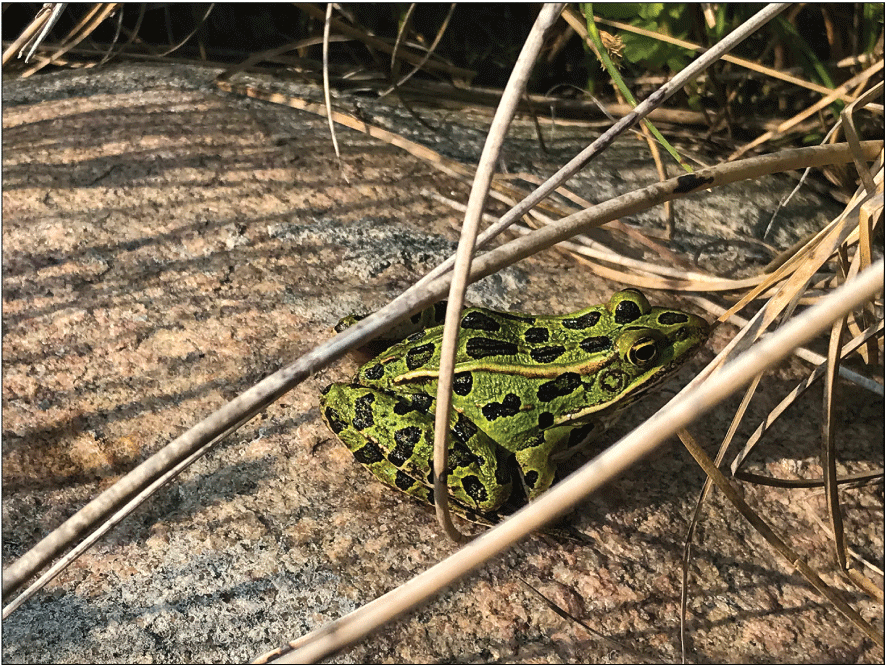 A northern leopard frog.