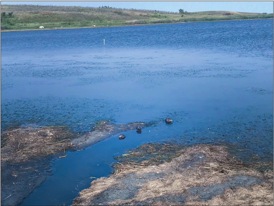 Lessons learned from wetlands research at the Cottonwood Lake Study Area,  Stutsman County, North Dakota, 1967–2021