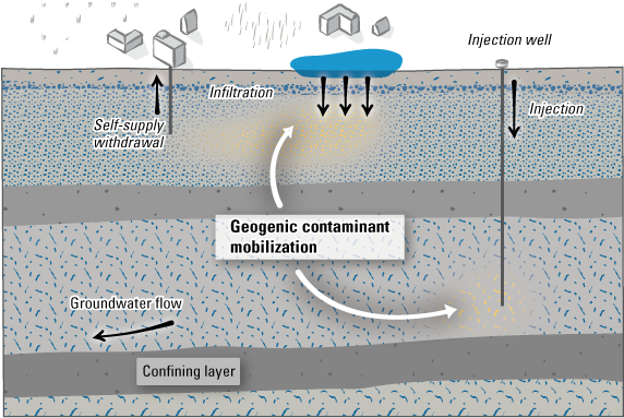 Cross section of an aquifer, showing managed aquifer-recharge methods and processes
                           and how geogenic contaminants can be mobilized.