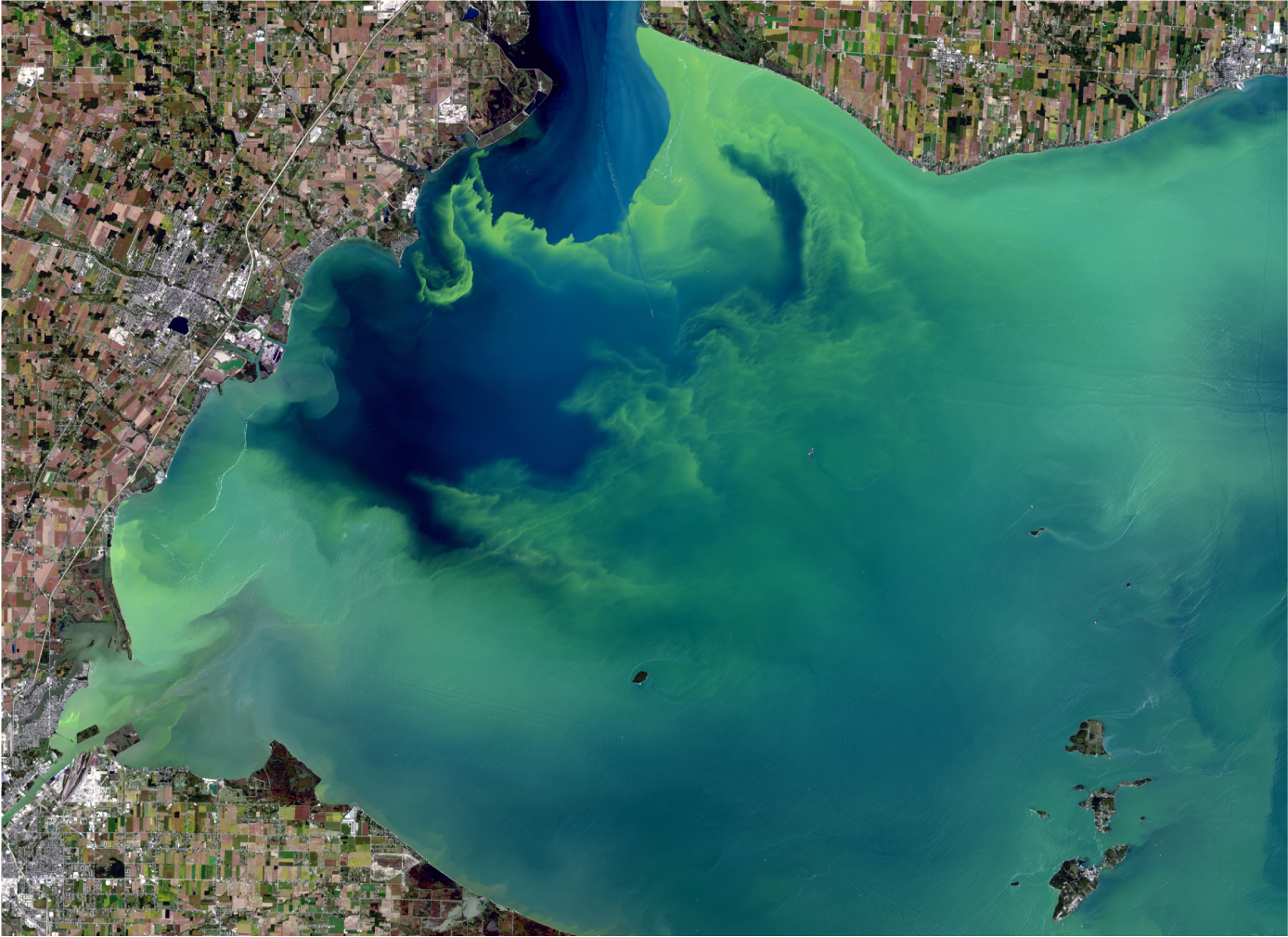 Aerial photograph showing widespread bright green algae in the water in a bay of Lake
                        Erie.