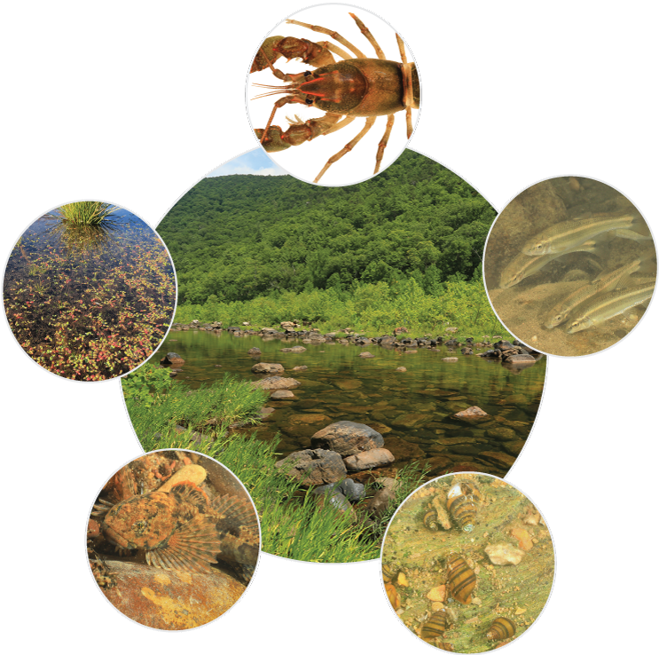 Six photographs showing examples of fish, freshwater snails, and plants in streams
                              in the United States.