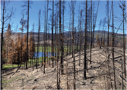 Forest of dead, charred, standing and fallen trees on burnt ground beneath with blackened
                           mountains in the background.