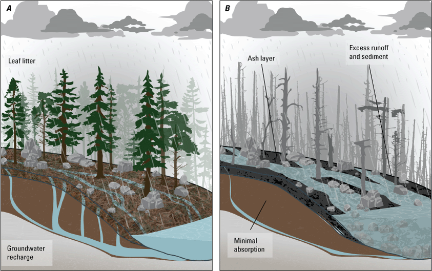A two-panel diagram depicting differences in aspects of hydrologic cycling in burned
                        and unburned watersheds. Unburned watersheds are depicted as having a layer of leaf
                        litter which slows runoff and promotes groundwater recharge. In burned watersheds,
                        the ash layer minimizes absorption of moisture into subsurface layers and results
                        in increased runoff and sediment transport.