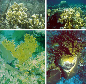 Photographs of four species of coral