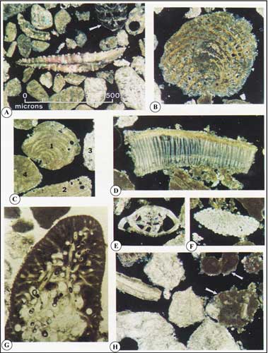 Petrographic-microscope photos show examples of thin-sectioned sand grains