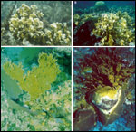 These photos show typical growth habits of the most common species of stinging coral in Florida, the hydrocoral Millepora.