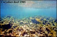 Carysfort Reef 1985