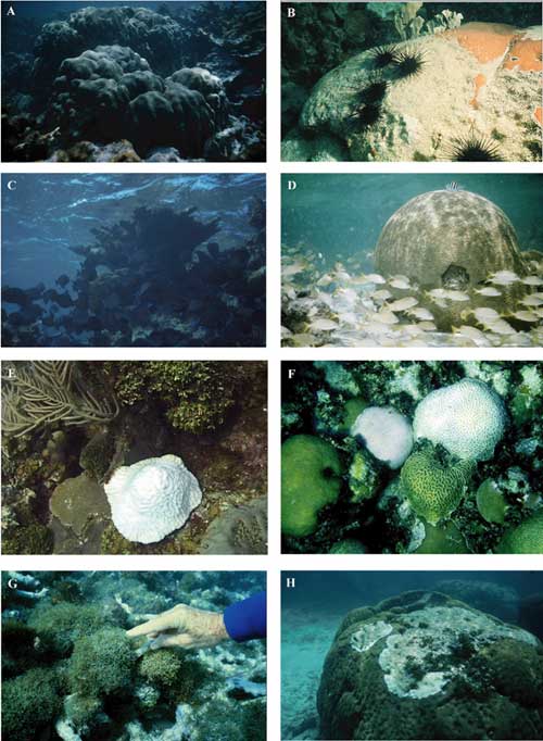 Photos show other examples of healthy corals (A-D) and stressed or diseased corals (E-H).