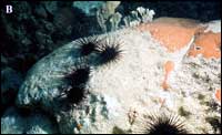 Black spiny sea urchin Diadema antillarum grazing a dead area on a species of Siderastrea.