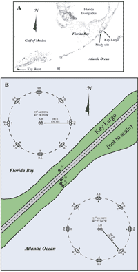  (A) Index map shows location of water-monitoring well study. (B) Diagram shows sites of groundwater-flow experiments off Key Largo and layout and position of well clusters in Florida Bay and the Atlantic Ocean.