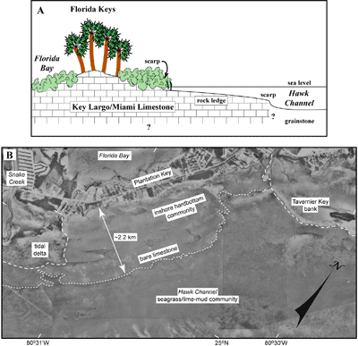 (A) Drawing shows cross section of nearshore rock ledge as presently inferred. (B) Aerial photo (1975) shows seaward extent of the nearshore rock ledge (dotted line) in the area of Tavernier Key bank and Plantation Key.