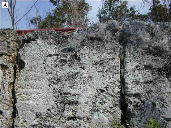 Photo of coral skeletons in wall of Windley Key Quarry. 
