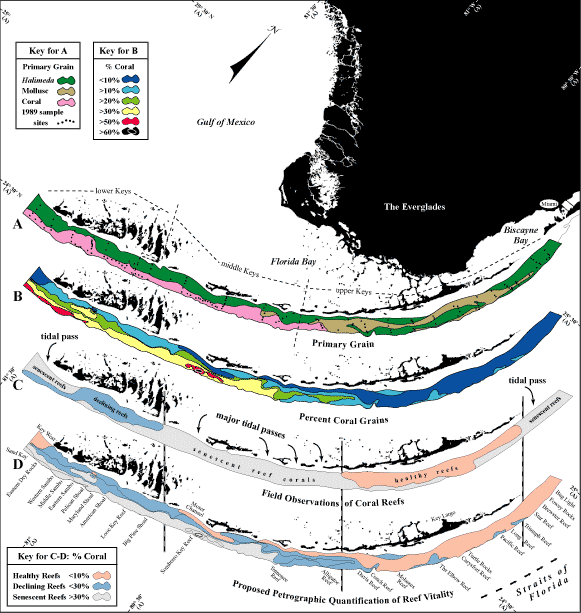 Contour map shows areas where each of the three primary grain types (Halimeda, mollusc, and coral) was dominant in 1989.