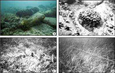 Photos of Well site D/E1. (A) Submerged cement bags. Note fish, including large red grouper, encrusting stinging coral (Millepora species), and large anemone in foreground. (B) Closeup of cement bags shows encrusting Millepora species (to left) and colony of coral Oculina diffusa (center). Small fish are predominantly wrasses and juvenile grunts.  (C) Fleshy macroalgae (Laurencia) species cover pea gravel surrounding cement bags. (D) Syringodium species and Thalassia species seagrass community as seen along radial-transect line away from cement-bag pile.