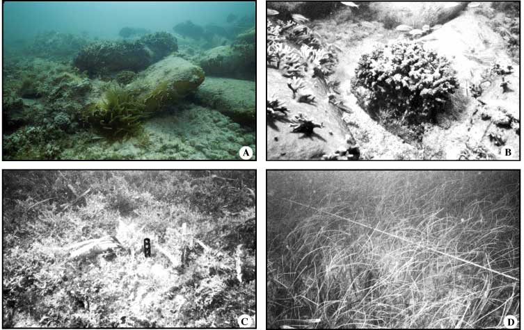 Photos of Well site D/E1. (A) Submerged cement bags. Note fish, including large red grouper, encrusting stinging coral (Millepora species), and large anemone in foreground. (B) Closeup of cement bags shows encrusting Millepora species (to left) and colony of coral Oculina diffusa (center). Small fish are predominantly wrasses and juvenile grunts. (C) Fleshy macroalgae (Laurencia) species cover pea gravel surrounding cement bags. (D) Syringodium species and Thalassia species seagrass community as seen along radial-transect line away from cement-bag pile.