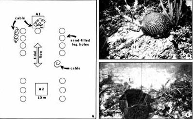 Well site A. (A) Diagram shows location of drill rig footprints, census quadrats A1 and A2, tidal-flow directions, and distribution of debris that consisted mainly of discarded cable. (B) Brain coral grew on intersection of two pieces of cable within quadrat A-1. Cable diameter is 5 centimeters. (C) Large barrel sponge grew on cable debris in quadrat A-1.