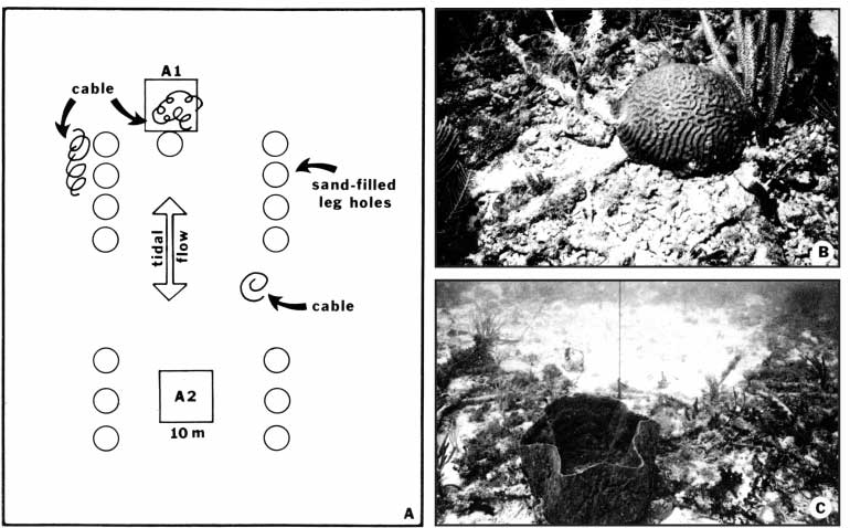 Well site A. (A) Diagram shows location of drill-rig footprints, census quadrats A1 and A2, tidal-flow directions, and distribution of debris that consisted mainly of discarded cable. (B) Brain coral grew on intersection of two pieces of cable within quadrat A-1. Cable diameter is 5 cm. (C) Large barrel sponge grew on cable debris in quadrat A-1.