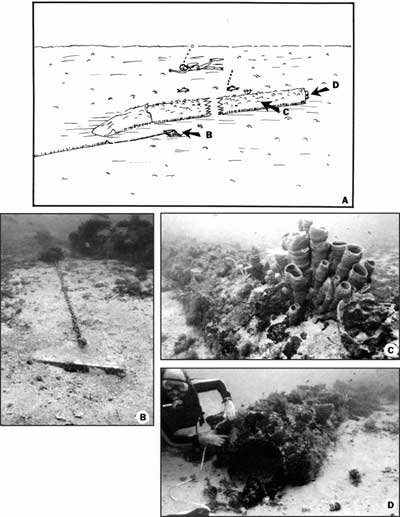 Well site C. (A) Sketch of 23-meter-long conductor-pipe casing. (B) Cement cube with chain and nylon line attached. Note fleshy algae growing on chain and line.  (C) View of sponges and other encrusting organisms on pipe. (D) View of cut end of 91-centimeter-diameter conductor pipe shows 51-centimeter-diameter inner casing. (D) View of cut end of 91-centimeter-diameter conductor pipe shows 51-centimeter-diameter inner casing.