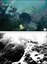 Well site B. (A) Length of 91-centimeter-diameter conductor pipe lying on crest of coral knoll. (B) Montastrea cavernosa (left) and M. annularis (right) growing on pipe in (A).