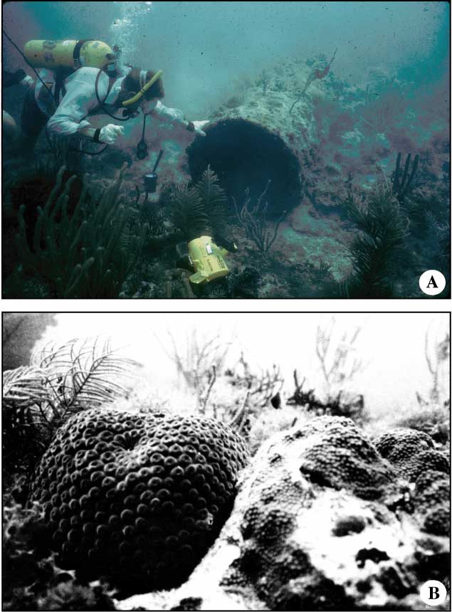 Well site B. (A) Length of 91-cm-diameter conductor pipe lying on crest of coral knoll. (B) Montastrea cavernosa (left) and M. annularis (right) growing on pipe in (A).