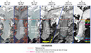 Figure 80.—The rapid retreat of Columbia Glacier, Alaska, during 1978–2001 observed and documented using the Advanced Spaceborne Thermal Emission and reflection Radiometer (ASTER), and other imaging systems, such as Landsats 3, 5, and 7 and the U.S. Department of Energy’s Multispectral Thermal Imager (DOE MTI). Image panels left to right: (1) ASTER L1B bands 3, 2, 1, SC: AST_L1A.003 (2004702997) as red, green, blue, acquired on 24 October 2001 at 21:30:18 UTC; (2) MTI DOE (false-color infrared) acquired on 23 September 2001 at 20:25:40 UTC; (3) MTI DOE (color infrared), acquired on 20 March 2001 at 20:41:29 UTC; (4) ETM+ image ID 7067017000017650, band 8, acquired on 24 June 2000 at 20:53 UTC; (5) TM5 image ID 5067017008620910 (Path 67 , Row 17) band 4, acquired on 28 July 1986 at 20:23 UTC; and (6) Landsat 3 MSS acquired on 26 August 1978 at 19:27 UTC ID: p073-17-3m 19780826. The panel on the right includes sketches of 1982–2001 locations of the terminus. Images and caption courtesy of Rick Wessels, U.S. Geological Survey, Alaska Volcano Observatory, Anchorage, Alaska. See also Krimmel (2008, p. K54–K74, figs. 42–56).