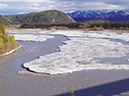 Figure 19b.—On gravel bars in the Robertson River, Alaska Highway mile 1345 (170 road miles/272 km, southeast of Fairbanks), on 27 May 2006. Photographs by Martin O. Jeffries, Geophysical Institute, University of Alaska Fairbanks.