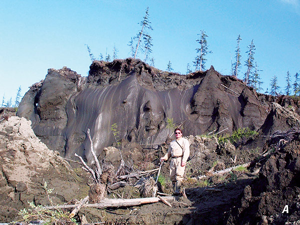 Figure 11.—Two examples of large ice wedges: A, Massive ice wedges and thawing of permafrost along the 
bank of the Kolyma River, Siberia, Russia (photograph provided by Vladimir Romanovsky.  
