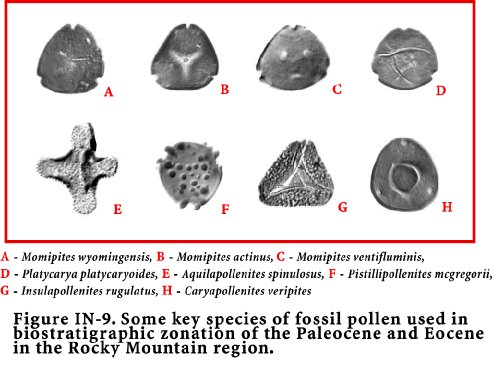 Some key species of fossil pollen