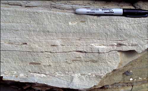 Shallow-marine sandstone in upper part of Schrader Bluff Formation at Shivugak Bluff showing lag of marine shells in a hummocky cross-stratified facies