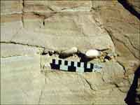 Pebble lag in crossbedded sandstone in Franklin Bluffs Member of Sagavanirktok Formation at Franklin Bluffs