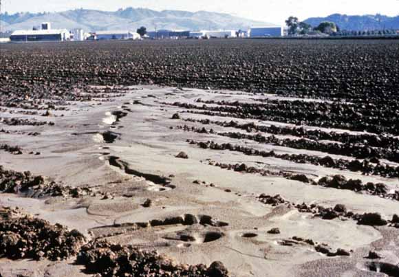 photo showing sand boils in a plowed field