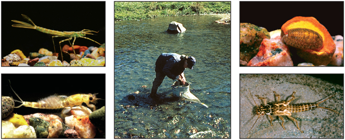 Wisconsin Department of Natural Resources personnel collecting diatom samples.
