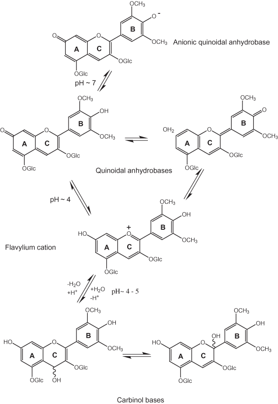 Effect of pH on the structure anthocyanins