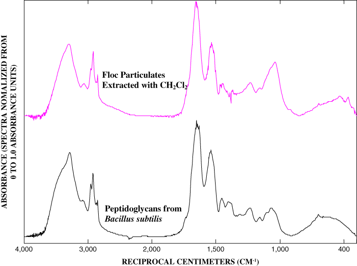 Figure 11. Comparison of infrared spectrum floc particulates extracted with methylene chloride with the infrared spectrum of peptidoglycan from bacillus subtilis.