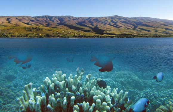 Composite photo showing island of Moloka`i and underwater coral.