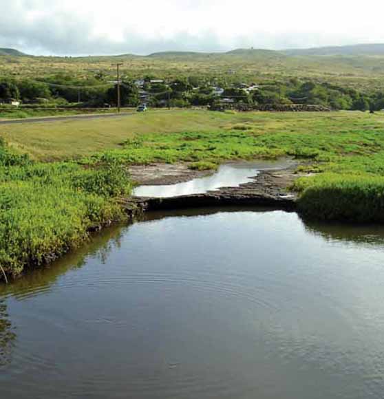 Photograph of wetlands with vegetation in background and shallow, still water in the foreground.  There is a very nice ripple circle in the water in the foreground