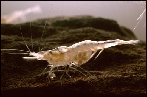 The Kentucky Cave Shrimp