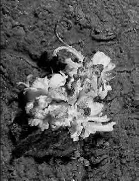 A gypsum flower in Mammoth Cave