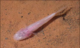 Southern Cavefish