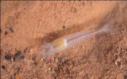 Kentucky Cave Shrimp