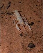 white eyeless cave adapted (troglobitic) crayfish