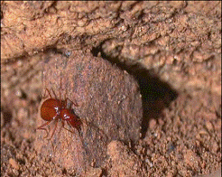 blind cave beetle